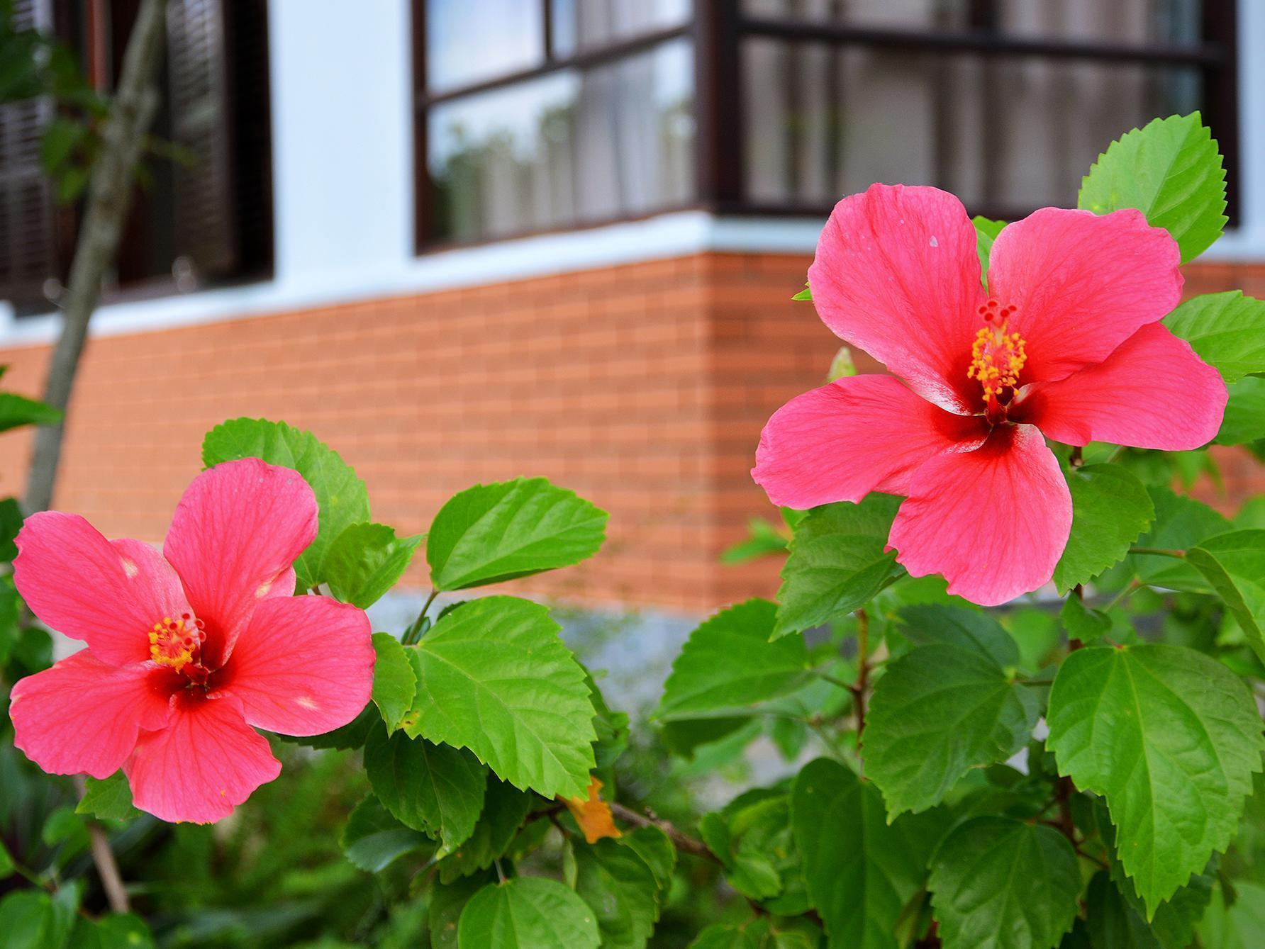 Garden Aroma Homestay Hoi An Eksteriør bilde