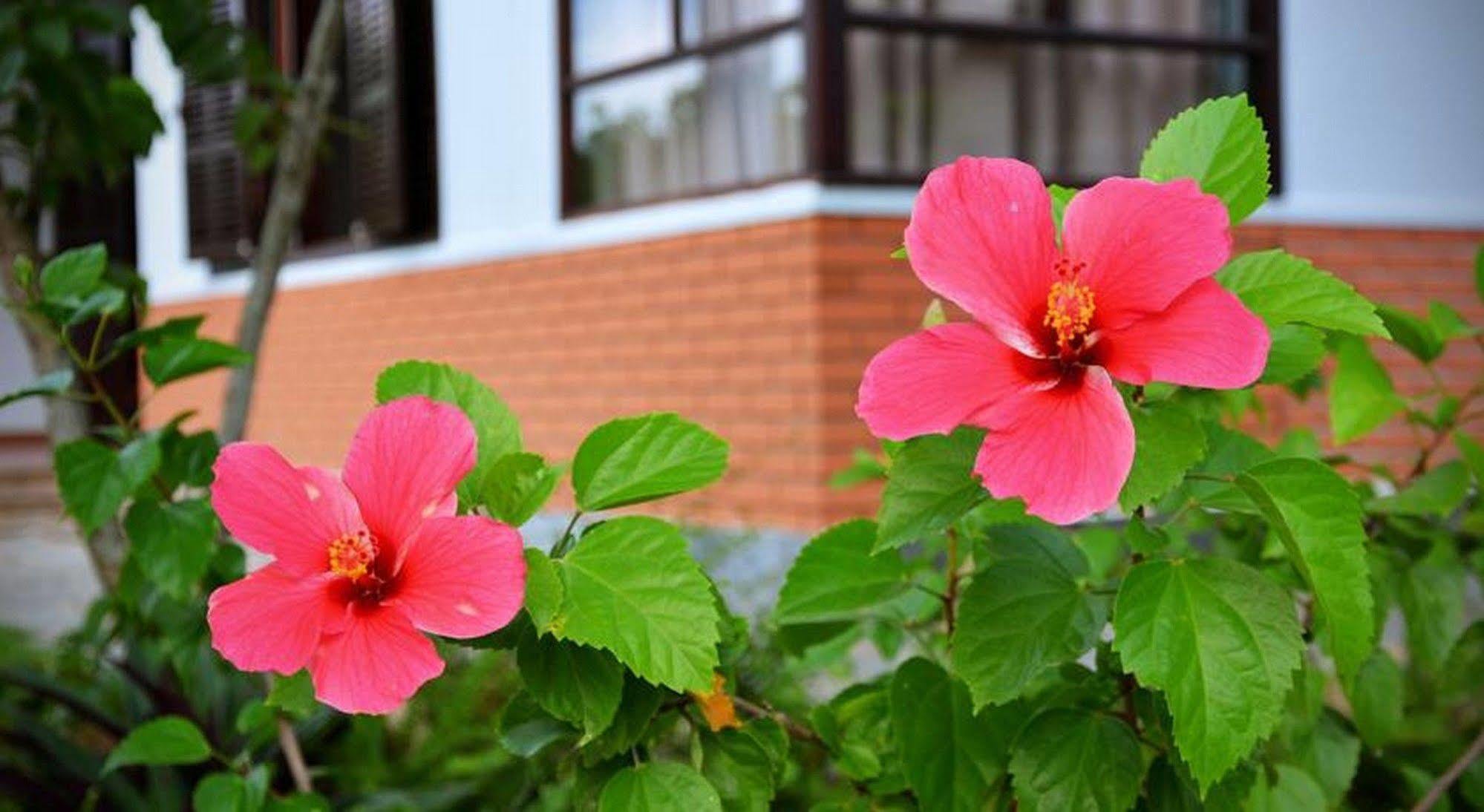 Garden Aroma Homestay Hoi An Eksteriør bilde
