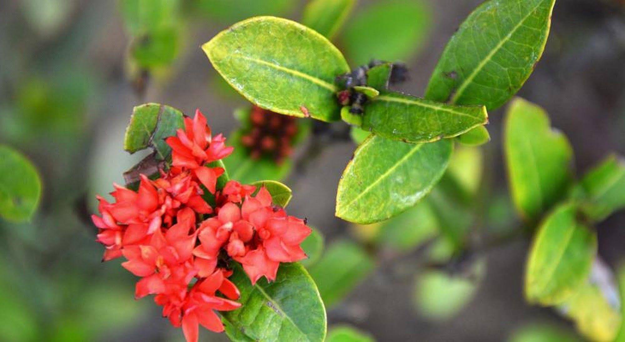 Garden Aroma Homestay Hoi An Eksteriør bilde